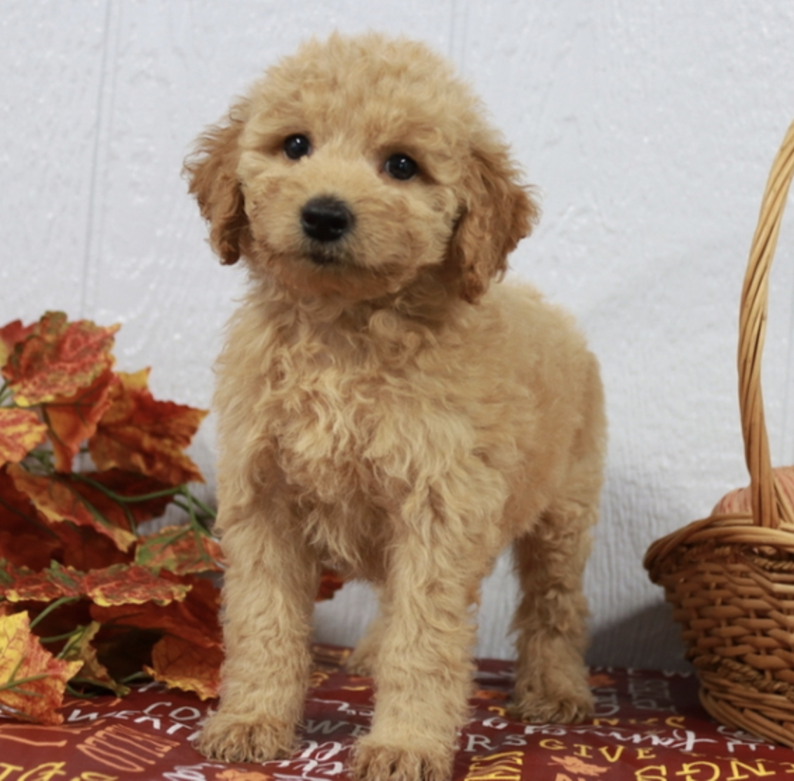 comprar cachorros sanos, baratos y asequibles para la venta